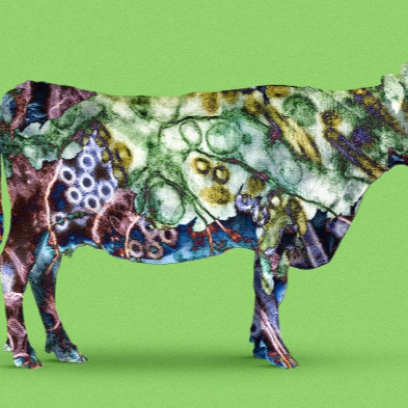 Dabaq təhlükəsi: Şayiə, yoxsa reallıq?