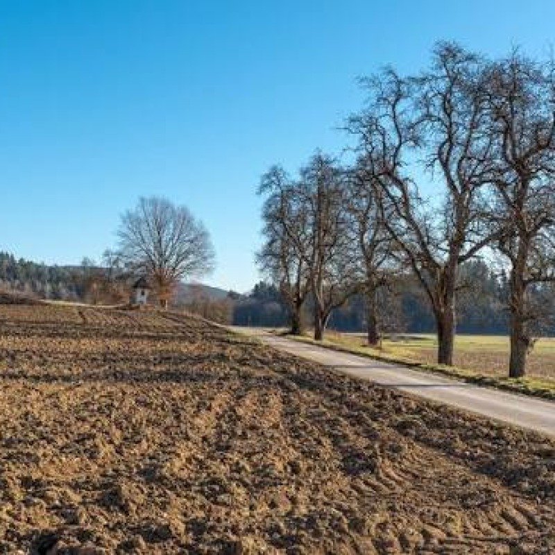 Kəndli torpağı niyə əkmir? - “Dövlət onu əkəcəksə, daha da pis”