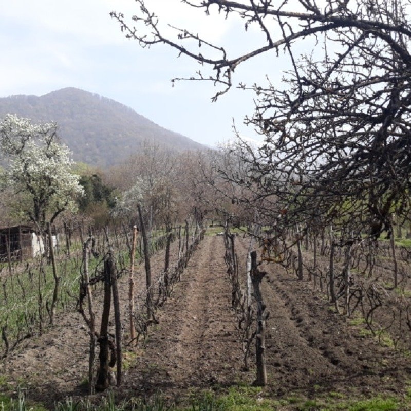 Goranboyda kanal çəkilişinə görə qalmaqal: "Bu ağır şəraitdə ora 30-dan çox ailənin yeganə qazanc yeridir"