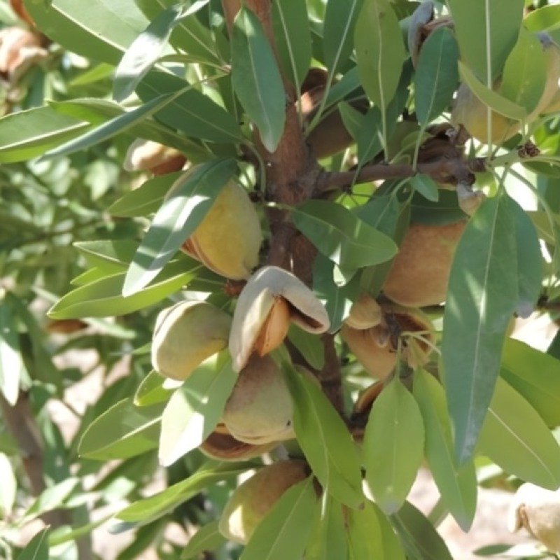 SOCAR badam bağlarını ləğv etdirdi [Video]