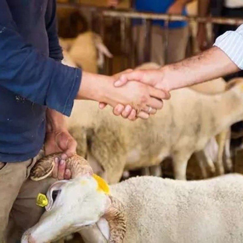 Qurbanlıq heyvanlar BAHALAŞDI