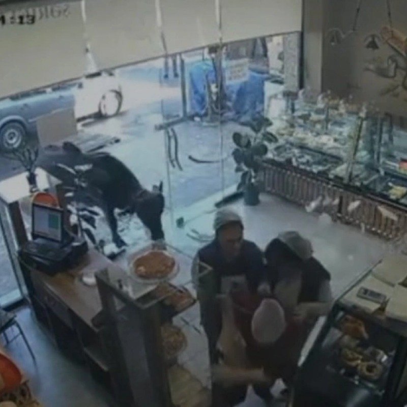 Gəncədə kuryoz olay: inək mağazaya hücum etdi