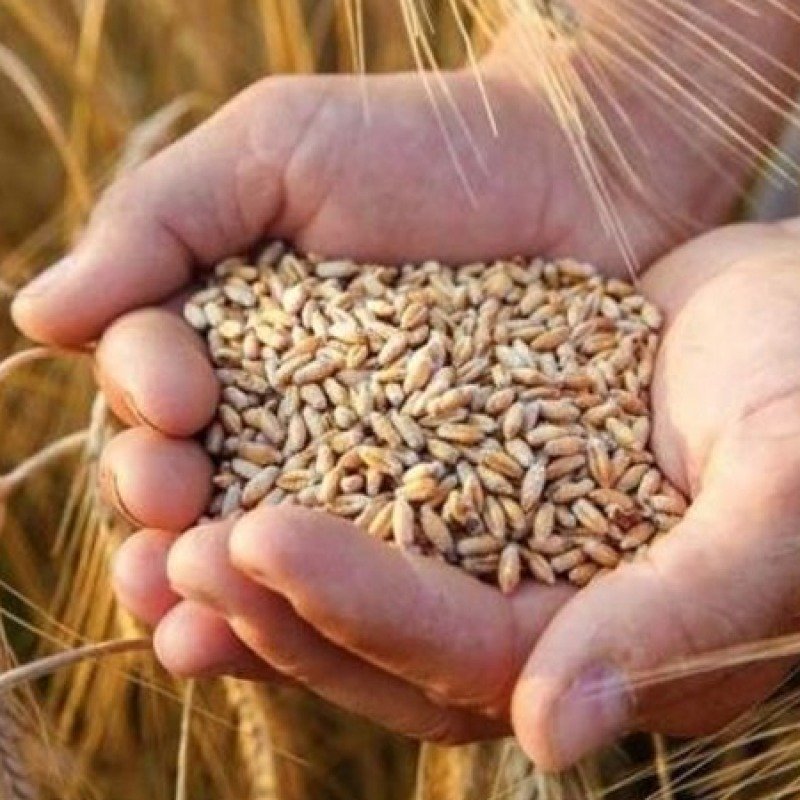 Azərbaycanda buğda ilə özünütəminetmə səviyyəsi niyə azalır?