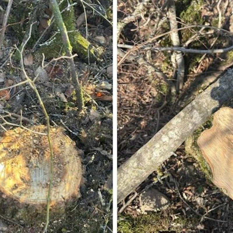 Bakı və Sumqayıtda yaşıllıqların qanunsuz kəsilməsi faktları aşkar olundu