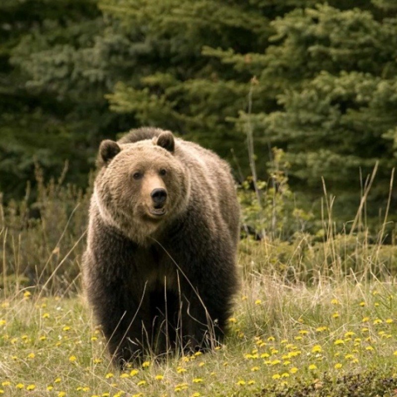 Naxçıvanda ayı insana hücum edib