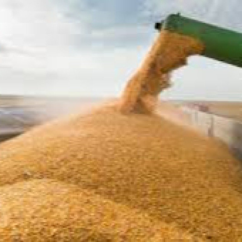 Buğda istehsalı böhranda, rəqəmlər isə şişirdilir