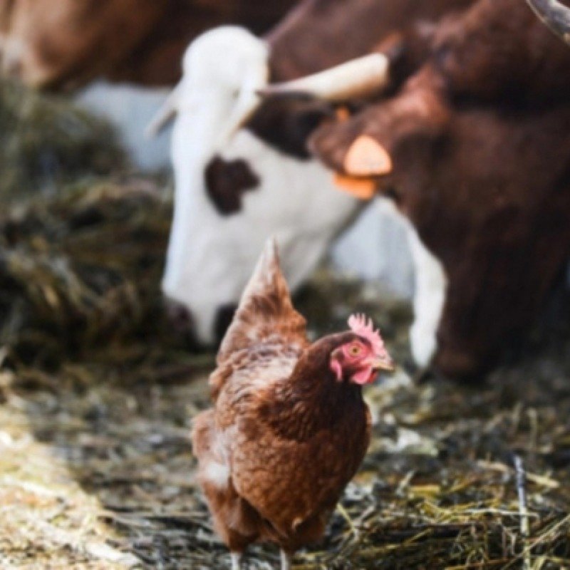 Bəzi ölkələrdən Azərbaycana ət idxalına məhdudiyyət qoyulub