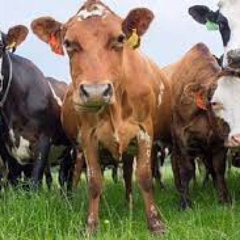 Dabaq xəstəliyi ət bazarında böhran yaradıb