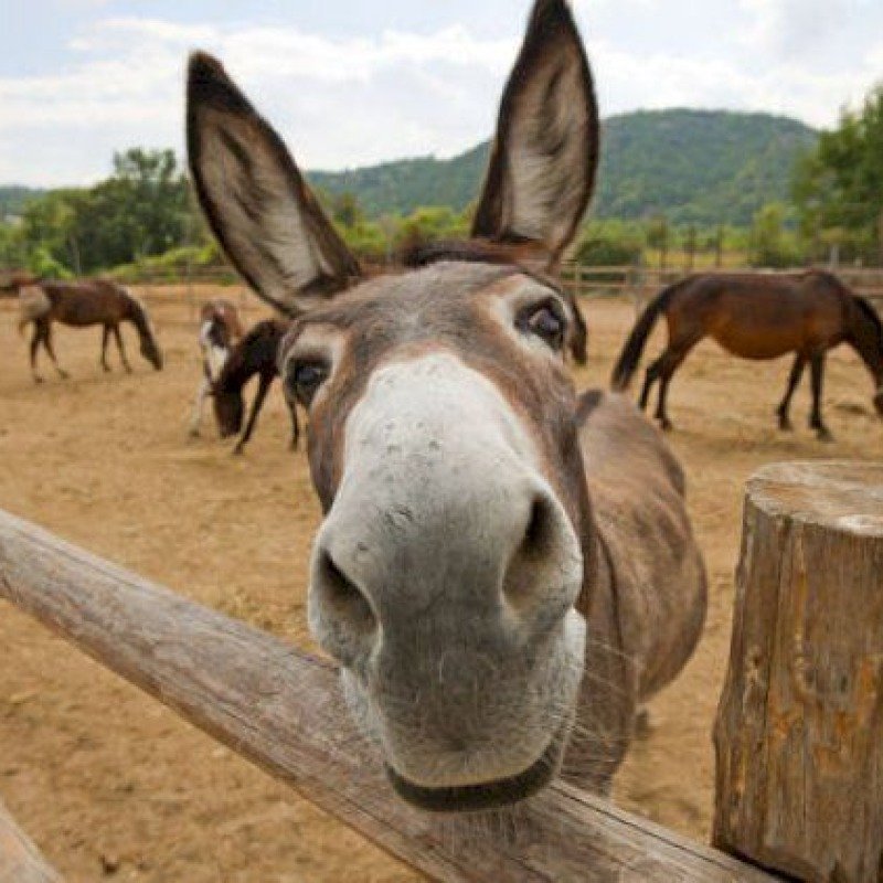 Uzunqulaqların sayı kəskin azalıb: Səbəb nədir?
