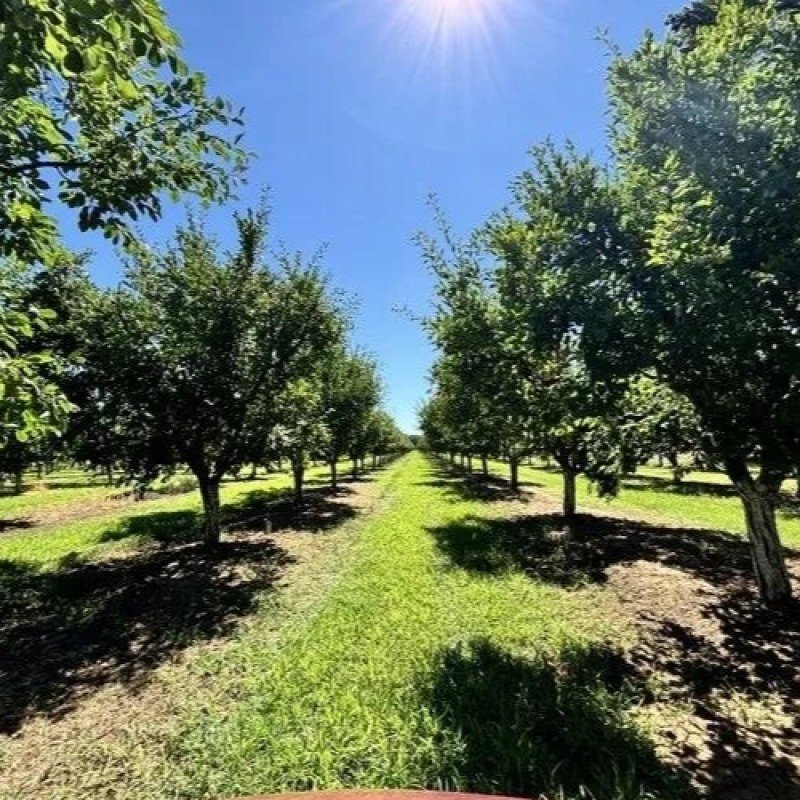 "Qoz ağacının altında oturmaq olmaz" inancı düz çıxdı - elm açıqladı