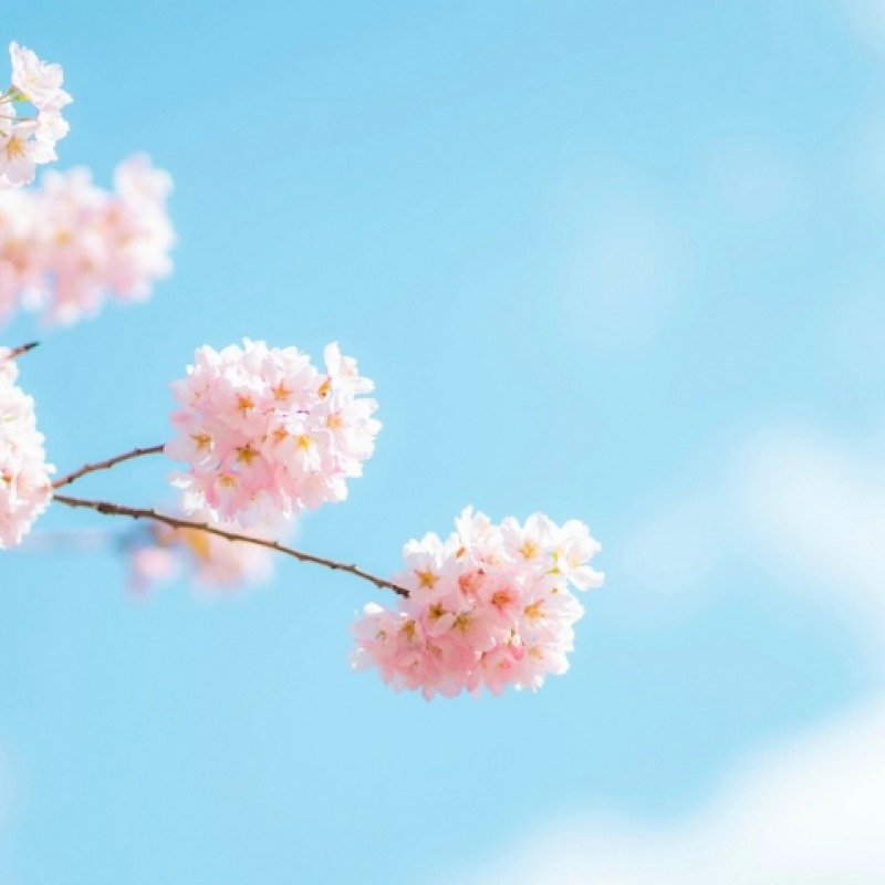 Azərbaycana yaz fəsli daxil olub