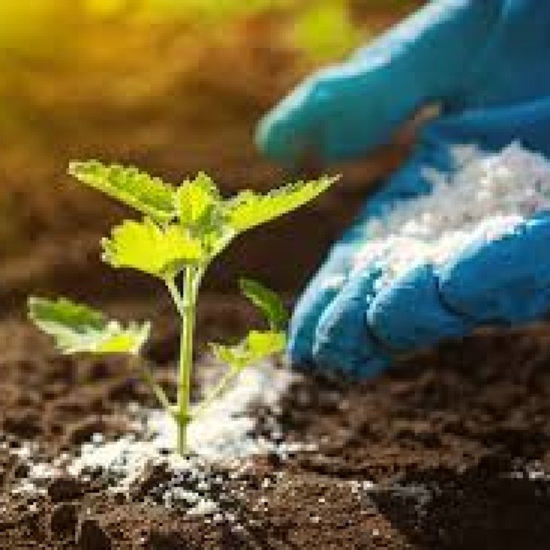 Fermerlərə ayrılan subsidiyalı gübrələr verilmir