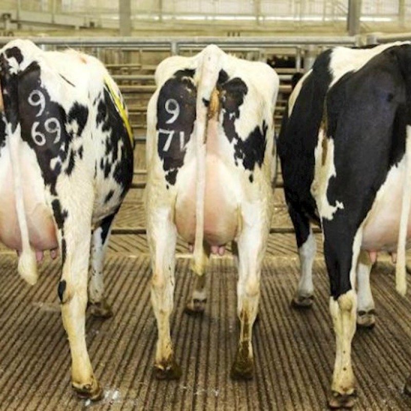 9 ayda Azərbaycana 362 min baş mal-qara və qoyun gətirilib