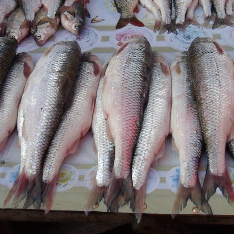 Kütüm yenə bahalaşdı