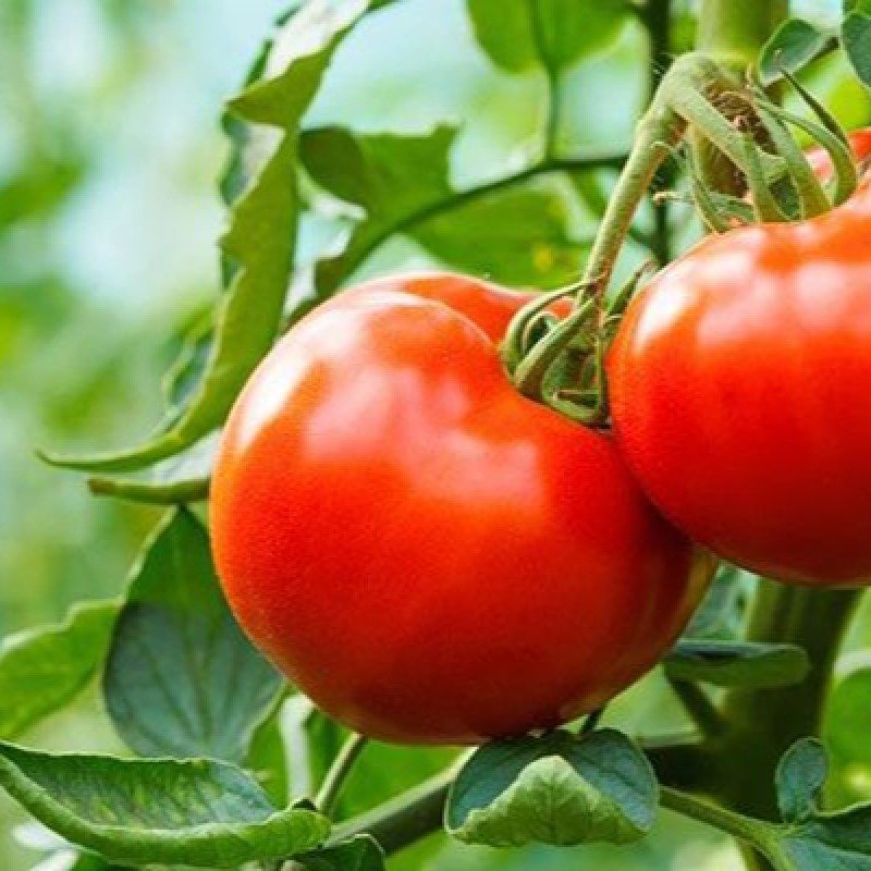 Pomidor biznesi qurmaq adı ilə 91,5 minlik dələduzluq etdi - QƏRAR