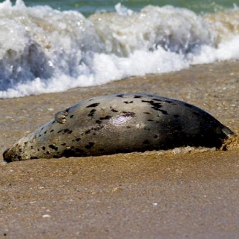 Xəzər sahilində daha 71 ölü suiti tapıldı