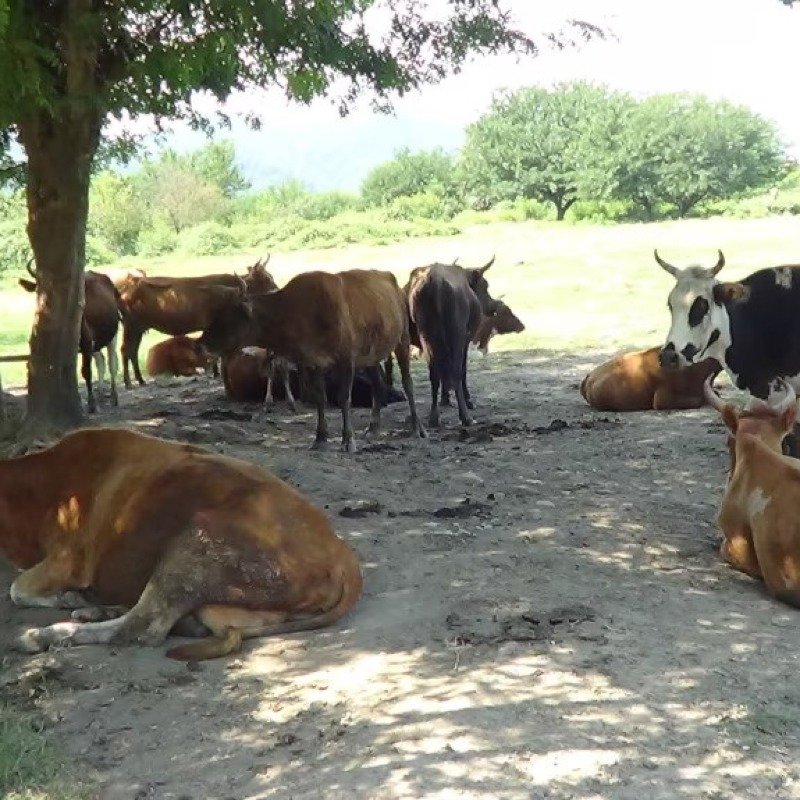 Bu il özünüməşğulluğa cəlb edilənlərin sayında azalma gözlənir