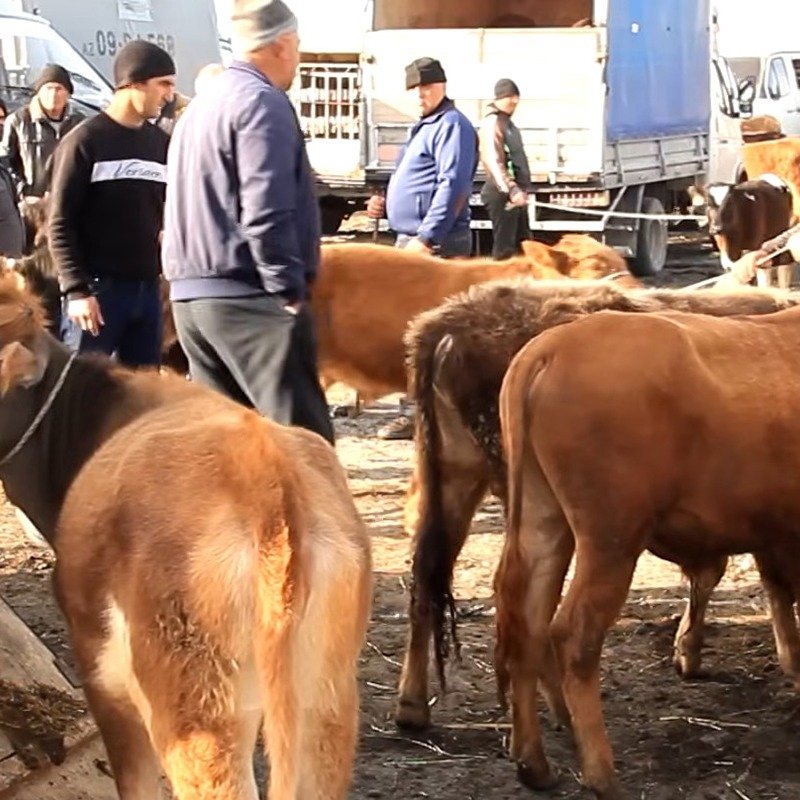 Ətin qiyməti 25 manata qədər qalxacaq?