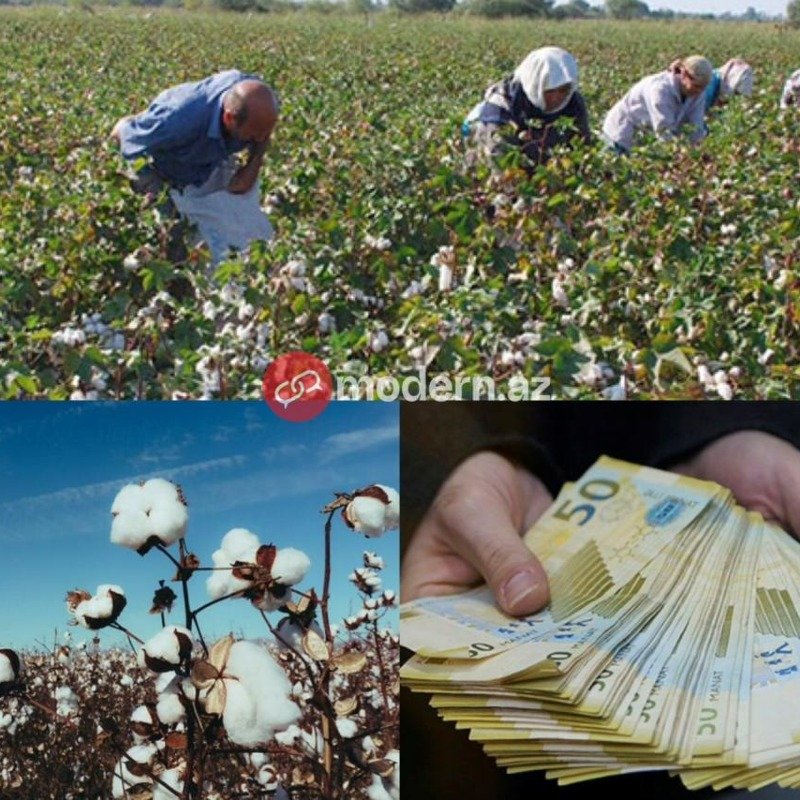 Fermerlər satdığı pambığın pulunu niyə ala bilmir? - PROBLEM