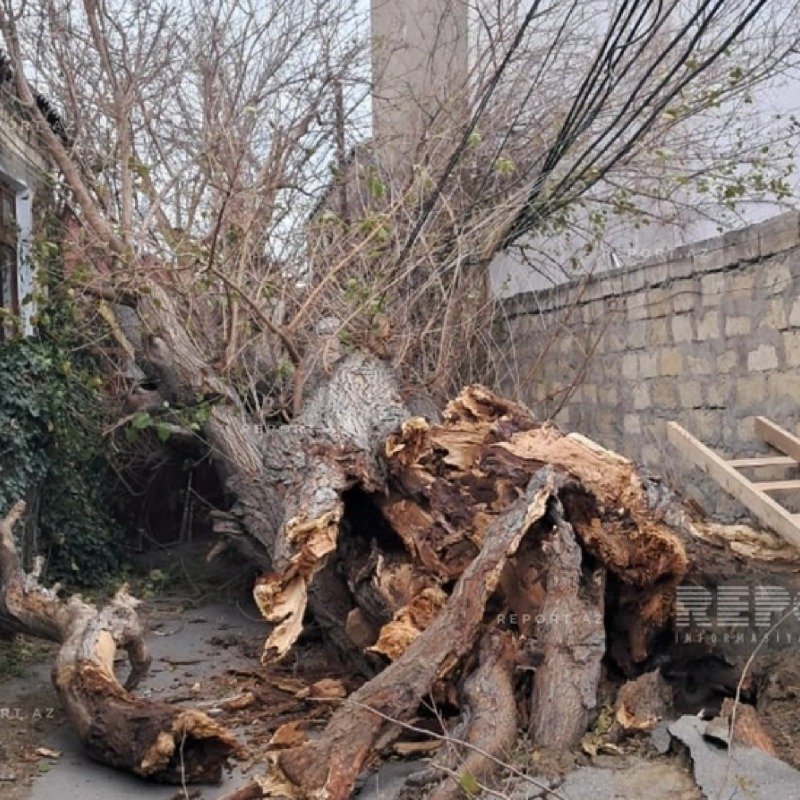 Bakıda güclü külək ağacı elektrik xəttinin üzərinə aşırdı - FOTO