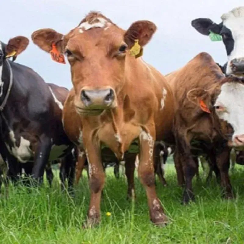 Azərbaycanda iri və xırdabuynuzlu mal-qara azalmaqdadır