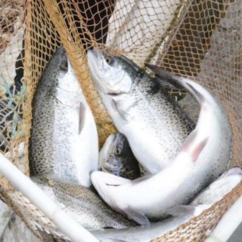 Forelin kiloqramı Azərbaycana İrandan 7,3, Niderlanddan isə 533 manata gətirilir