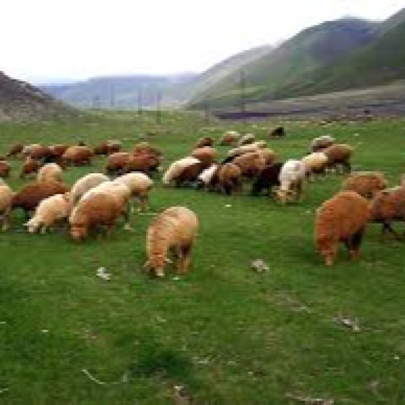 Azərbaycan heyvandarlıqda geriyə gedib