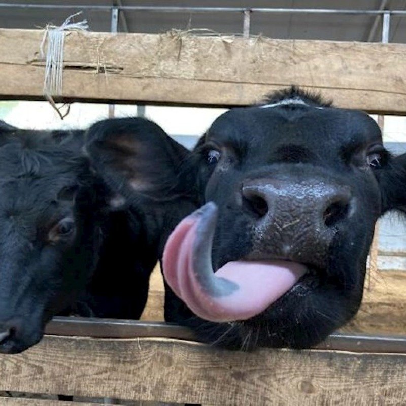 Braziliyadan Azərbaycana 94 630 kiloqram heyvan dili gətirilib