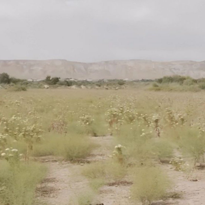 Keçmiş bələdiyyə sədri örüş sahələrini satıb