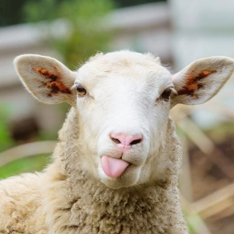 Qurbanlıq heyvanlar neçəyədir?