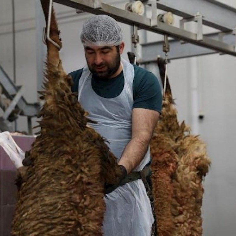 Qurbanlıqların kəsimi ilə bağlı xoşagəlməz hallarda nə etməliyik?