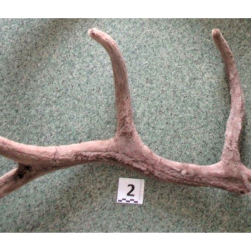 Nəsli kəsilən heyvanın buynuzunu Bakıya gətirməyə qoymadılar